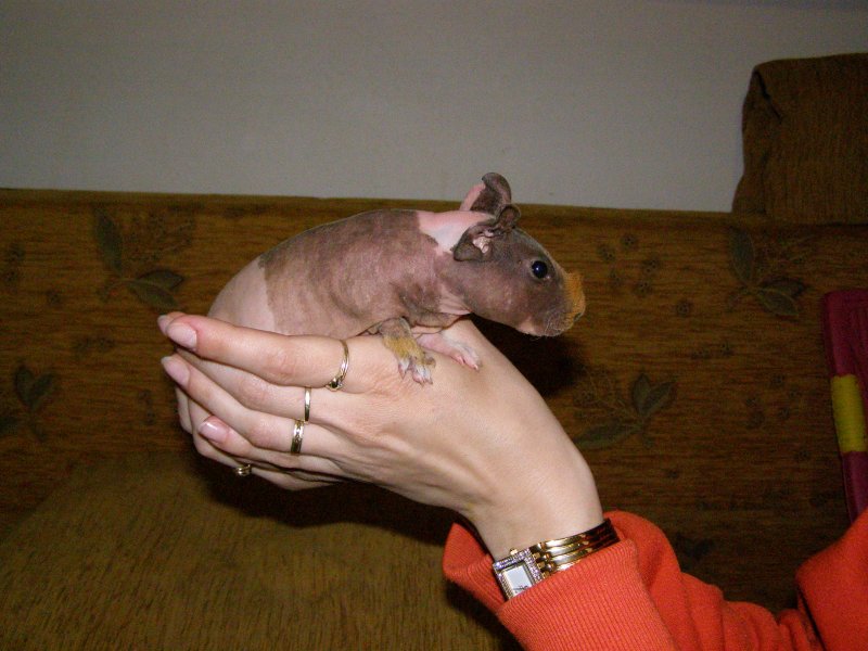 Bulu